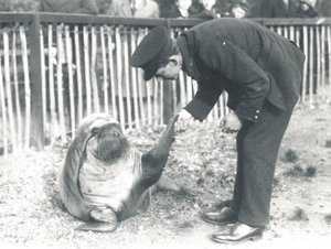 Andy the walrus at ZSL London Zoo, 1925